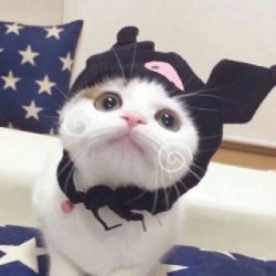 最新可爱猫咪头像高清QQ图片