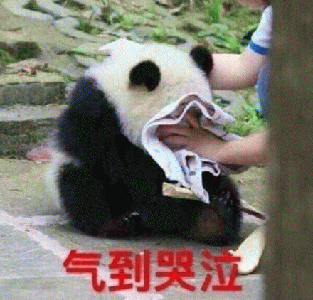大熊猫表情包 [老公！我来看你来了！]