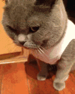猫咪卖萌表情包GIF [最近很火的猫咪动图] 全套100张