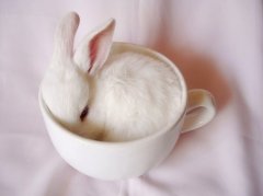 白色杯子可爱小白兔图片