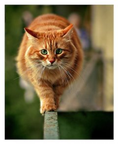 菊猫图片超级可爱
