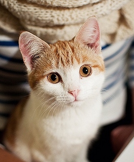 萌表情的可爱猫咪图片