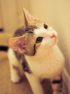 超可爱萌物猫咪照片图片
