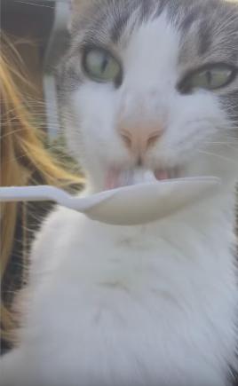 猫喝酸奶的好处和坏处