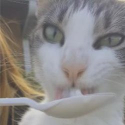 猫咪喝酸奶表情真