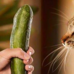 猫咪为什么怕黄瓜？一起