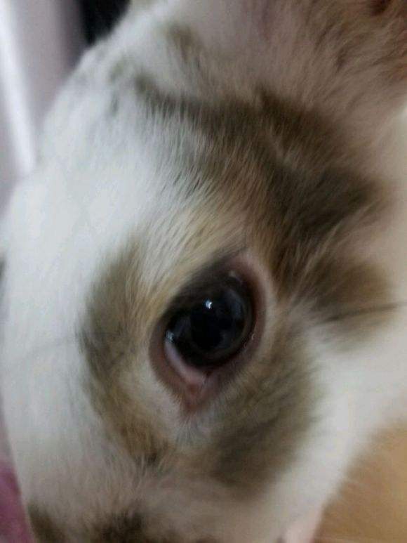 兔子的眼睛是什么颜色(兔子的眼睛为什么是红色的)