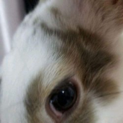 兔子的眼睛是什么